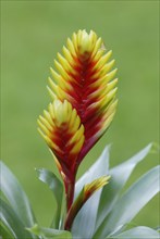 Flaming Sword (Vriesea psittacina), Flammendes Schwert, Blumen, flowers, Zierpflanzen, ornamental