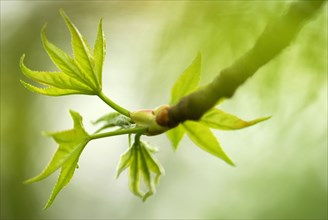 Sweet Gum Tree(Liquidambar styraciflua)