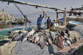 Fishermen with countless sharks on their boat, Mirbat, Dhofar Region, Oman, Asia