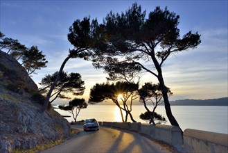 Pine trees in the sunset on a country road, near Alcudia, Majorca, Balearic Islands, Spain, Europe