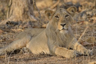 Asiatic Lion (Panthera leo persica), young male, Gir Forest National Park, Gir Sanctuary, Gujarat,