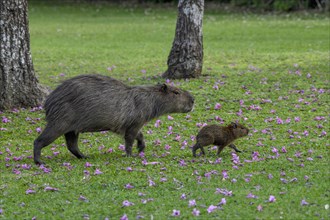 Capybara (Hydrochoerus hydrochaeris) with young animal, Cambyretá, Esteros del Iberá, Corrientes