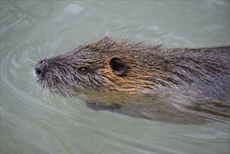 Nutria (Myocastor coypus), captive, Bavaria, Germany, Europe