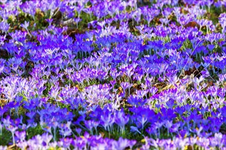 Spring bloomers in the Great Garden