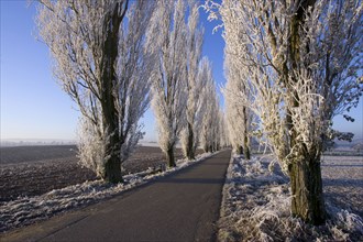 Hoarfrost covered Aspen Avenue, Baden-Württemberg, poplar avenue with hoarfrost, Baden-Württemberg,