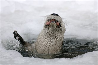 Canadian Otter (Lutra canadensis), Kanadischer Fischotter /