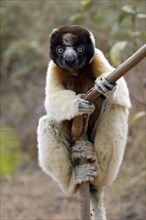 Crowned sifaka, Berenty Private Reserve (Propithecus verreauxi coronatus), Madagascar, Africa