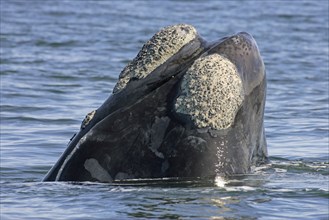 Southern Right Whale (Eubalaena australis), South Africa (Balaena glacialis australis)