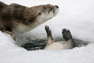 Canadian otter at ice hole (Lutra canadensis)