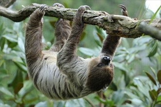 Two-toed Sloth (Choloepus didactylus)