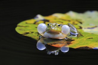 Green frog ( Rana esculenta) water frog, sound bubbles, sailing boat Moor, Switzerland, Europe