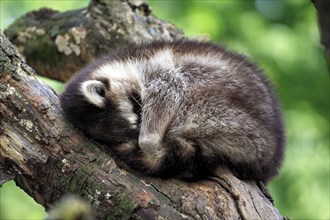 Raccoon (Procyon lotor), curled up