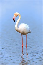 Greater Flamingo, Camargue, Provence, Southern France (Phoenictopterus ruber roseus)