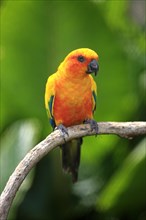 Sun Conure or Sun Parakeet (Aratinga solstitialis)