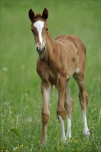 English thoroughbred, foal