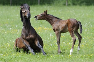 English thoroughbred, mare with foal