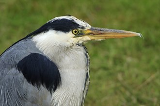 Grey heron (Ardea cinerea), Texel, Heron, lateral, Netherlands