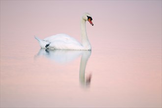 Mute Swan (Cygnus olor), in sea creek, Lindisfarne, National Wildlife reserve, Northumberland,