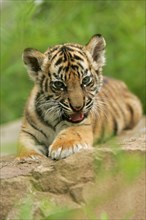 Sumatran tiger (Panthera tigris sumatrae), young