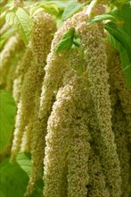 Garden foxtail( Amaranthus caudatus) , Real foxtail, Amaranth