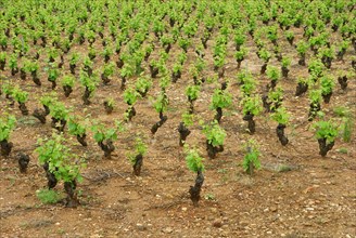 Vineyard, vines, vine, vines, Beaujolais, France, Europe