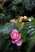 Camellia (Camellia japonica) , tea bushes, Theaceae