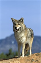 Coyote (Canis latrans), Utah, USA, North America