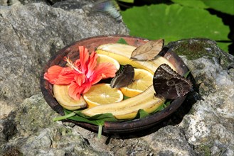 Butterfly feeding station, Grand Cayman, Cayman Islands, North America