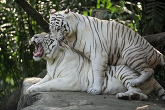 White Bengal Tiger (Panthera tigris tigris), pair mating, White Tiger