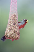 Pyrrhuloxia (Cardinalis sinuatus), male at feeding station, Sonora Desert, Arizona, USA