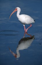 White Ibis (Eudocimus albus), Sanibel Island, Florida, USA, Schneesichler, Sanibel Island, Florida,