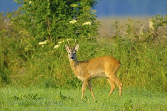 Roebuck, Dingdener Heide nature reserve, North Rhine-Westphalia, Germany, Europe