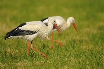 White storks, Dingdener Heide nature reserve, North Rhine-Westphalia, Germany, Europe