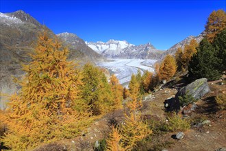 Great Aletsch Glacier and tub horns, European larch, Valais, Switzerland, Europe