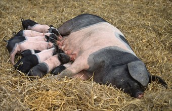 Swabian-Haellian pigs, sow suckling piglet, Swabian-Haellian pig