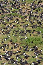 Sooty Terns, Bird Island, Seychelles (Sterna fuscata)