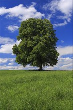 Lime tree, Zurich Oberland, Switzerland, Europe