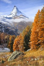 Larch forest , Larch, Matterhorn, Valais, Switzerland, Europe