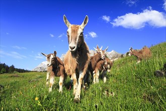 House goats on the alp, goat, goats, females and young animals, Alpstein massif, Appenzell,