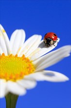 Seven-spott ladybird in a meadow daisy ( ( Coccinella septempunctata) Chrysanthemum leucanthemum,