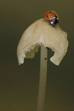 Seven-spott ladybird (Coccinella septempunctata) on rose-leaved helminth (Mycena galericulatan),