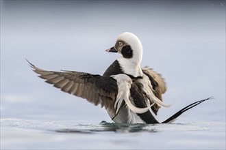 Long-tailed duck (Clangula hyemalis), male in splendid plumage with outstretched wings, Batsfjord,