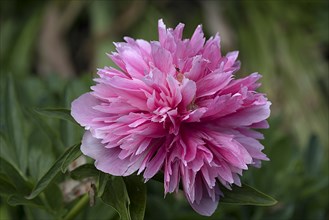 Flower of a peony (Paeonia), Bavaria, Germany, Europe