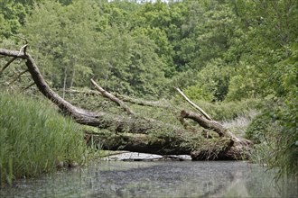 Deadwood, secondary habitat, fallen tree over a ditch, Peene Valley River Landscape nature park