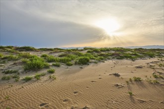 Beach "Platja del Fangar", Vegetation, nature reserve, ebro delta, Catalonia, Spain, Europe