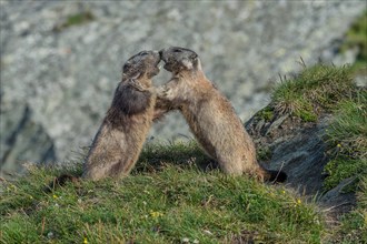 Two Alpine Marmots (Marmota marmota), fighting, Großglockner, National Park Hohe Tauern, Austria,