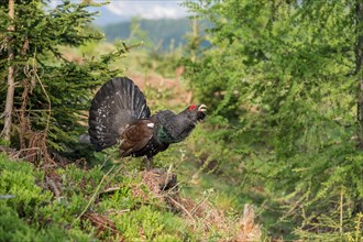 Western capercaillie (Tetrao urogallus) courting, Kalkalpen National Park, Upper Austria, Austria,