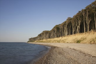 Beech trees, shaped by strong sea winds, at Ghost Wood, Gespensterwald along the Baltic Sea beach