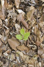 European beech (Fagus sylvatica), common beech new shoot emerging on deciduous forest floor in