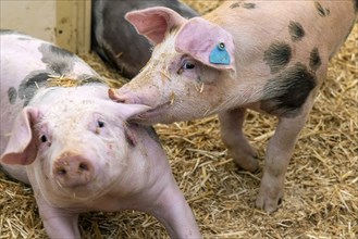 Piglets in species-appropriate husbandry, pigs in a fattening farm, Stuttgart, Baden-Württemberg,